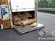 湖北高速车祸撞出129头病死猪 疑涉嫌出售警方已介入