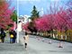2017奔跑吧第二期大理天龙八部影视城及各大景点介绍