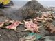 浙江大银山病死猪掩埋案6人被拘 不排除有其他掩埋点
