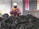 紫菜滞销超200万张 工厂左右为难
