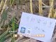 绍兴可允许偷的甘蔗地已收款6000元